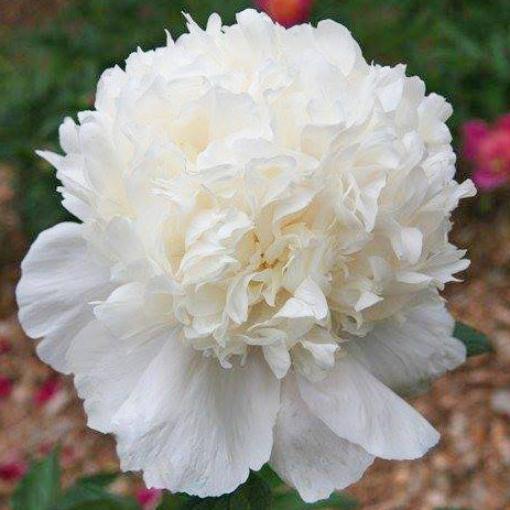 Snow Mountain Peony Root
