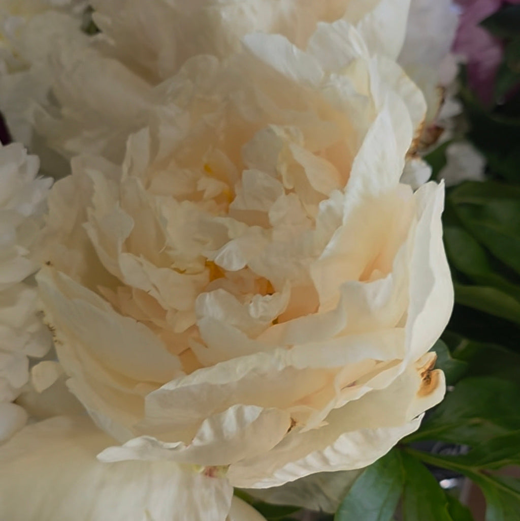 Sunny Girl Peony Root