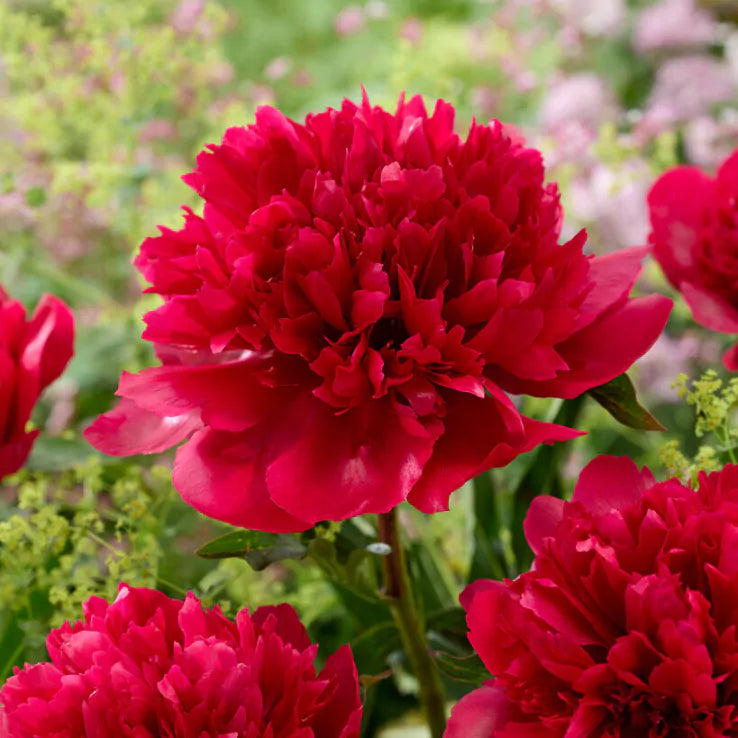 Many Happy Returns Peony Root