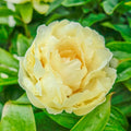 Sunny Girl Peony Root