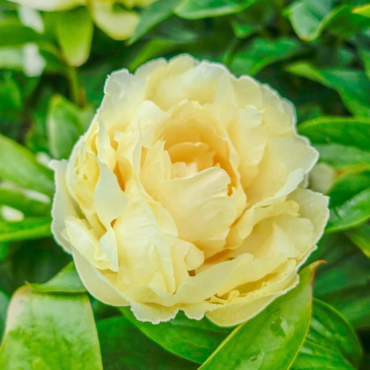 Sunny Girl Peony Root