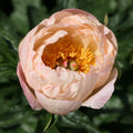 Kings Day Peony Root