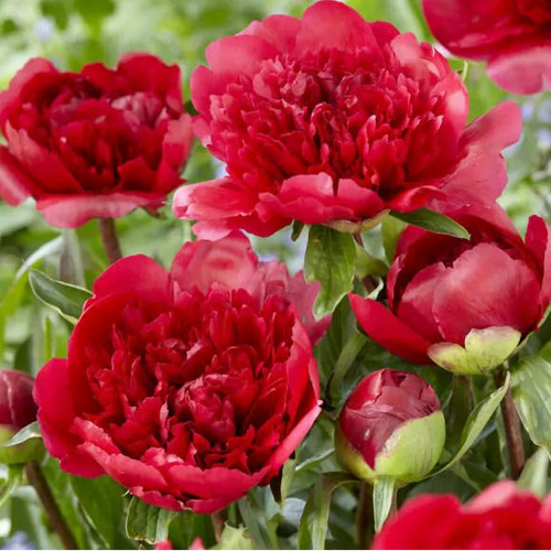 Many Happy Returns Peony Root