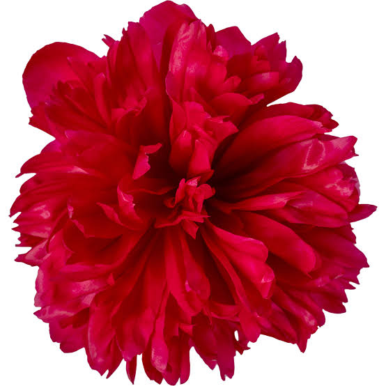 Many Happy Returns Peony Root