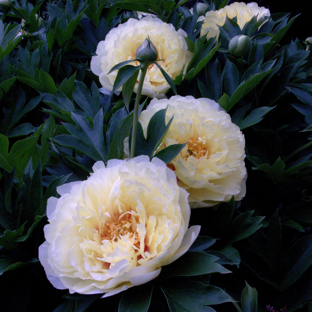 Bartzella Itoh Peony Root