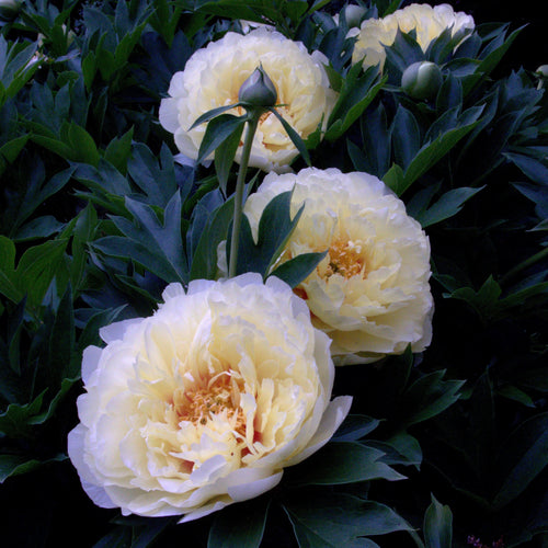 Bartzella Itoh Peony Root