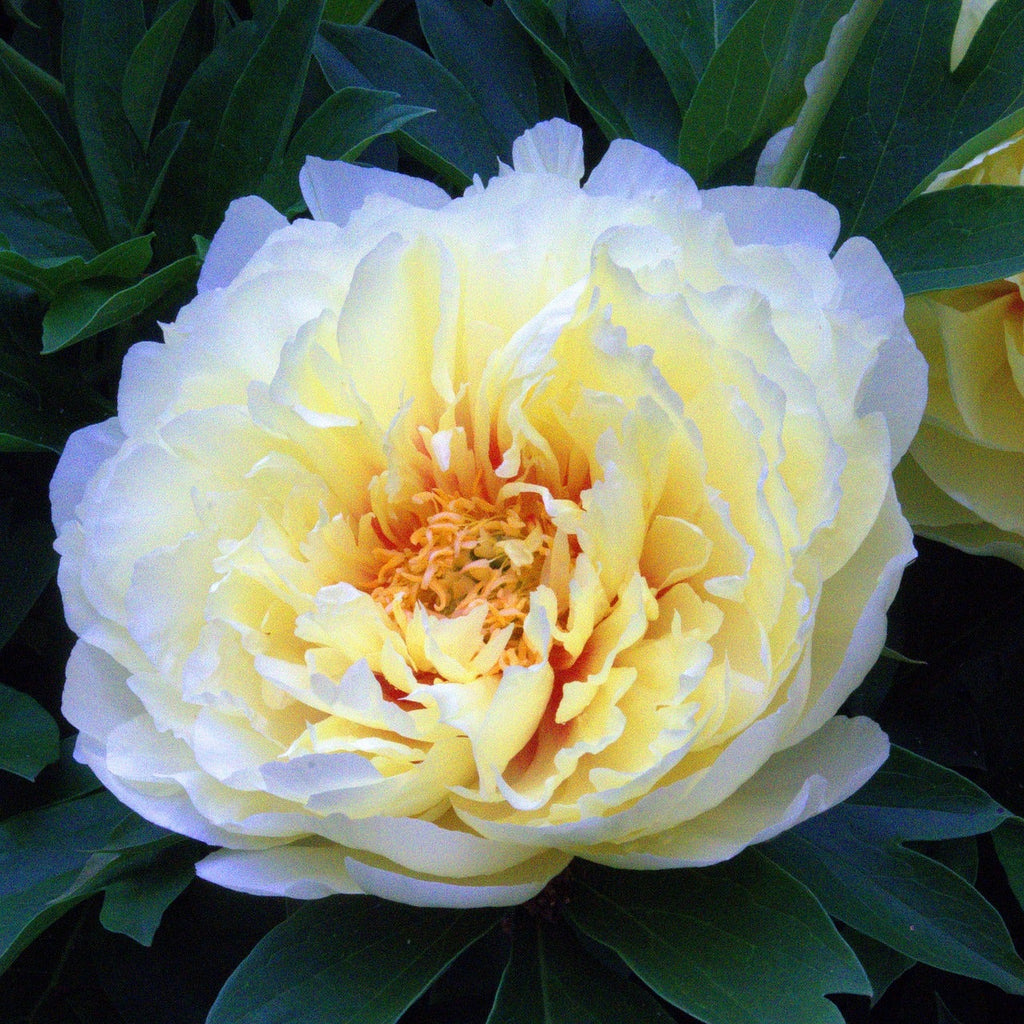 Bartzella Itoh Peony Root