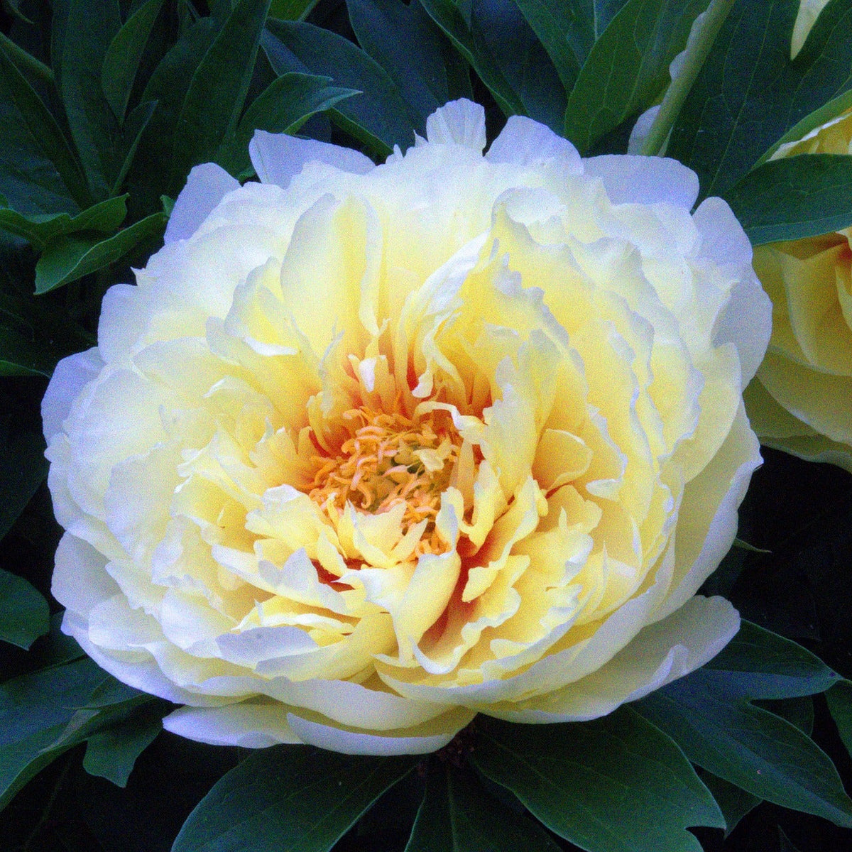 Bartzella Itoh Peony Root