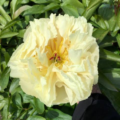 Sunny Girl Peony Root